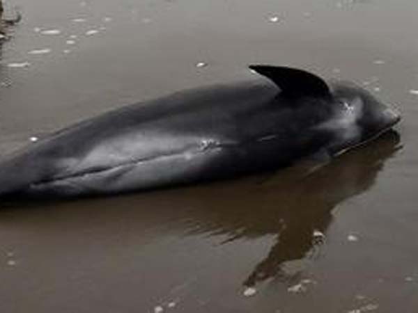 நோய் காரணமாக...