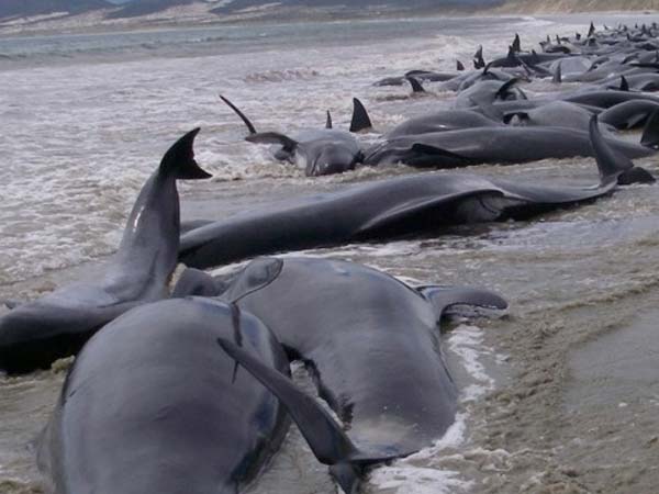 விலங்காத மர்மம்...