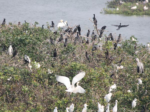 5,554 பறவைகள் வருகை: