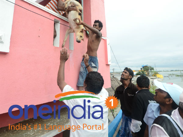 செல்லப்பிராணிகள்