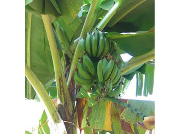 Cooking plantain sale lowed - farmers in sorrow Cooking plantain sale lowed - farmers in sorrow