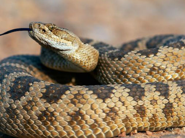 வீடுகளுக்குப் படையெடுக்கும் பாம்புகள்: