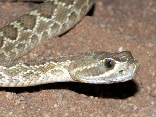 பாம்பு பிடிக்கலையோ பாம்பு