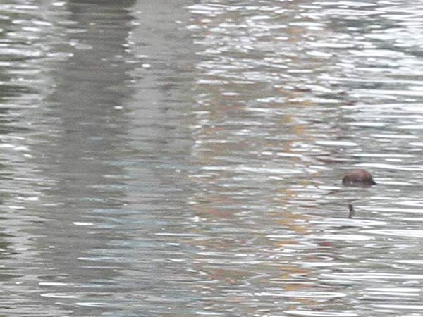 ஏரிகளுக்கு நீர்வரத்து