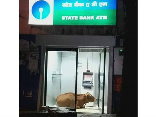 ஏடிஎம்மில் மாடு...