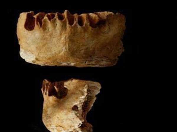 வித்தியாசமான விலங்குகளின் படிமம்...