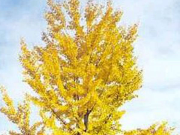 பீனிக்ஸ் பறவையாய் எழும் மரம்:
