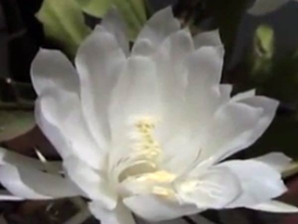 தெய்வீகத் தன்மை கொண்ட பூ: தெய்வீகத் தன்மை கொண்ட பூ: