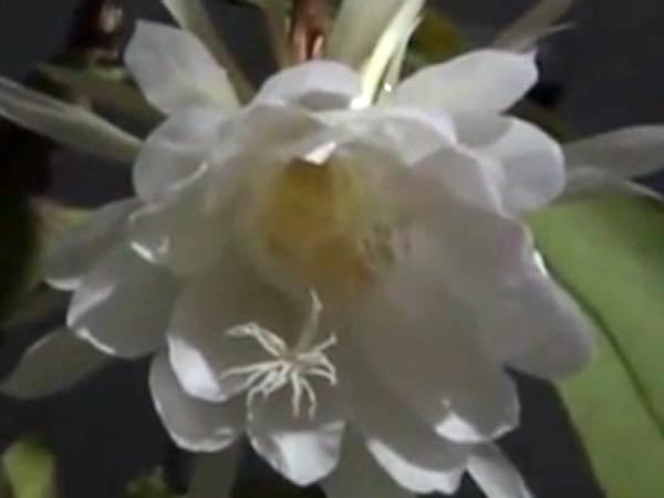 பிரம்மனின் நாபிக் கமலம்: பிரம்மனின் நாபிக் கமலம்: