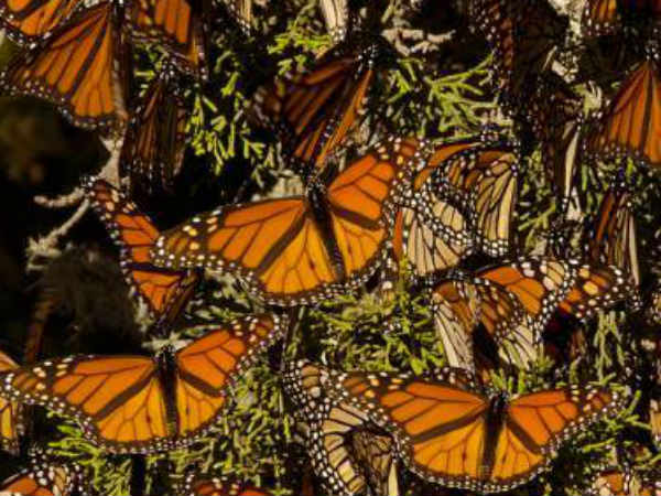 ஊரையே மறைக்கும் பட்டாம்பூச்சிகள்: