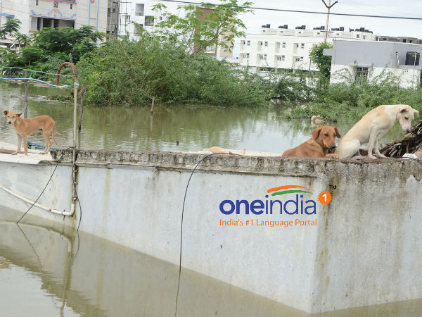 வெள்ளை அறிக்கை