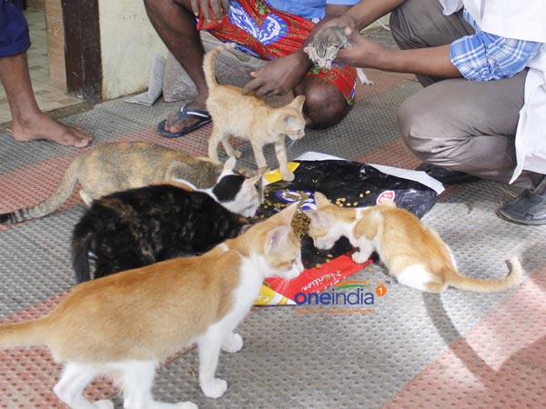 Ngo's gives food for cattle