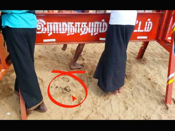 நாய்களும் மாடுகளும்