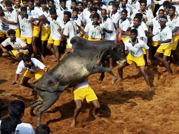 The Jallikkattu Politics