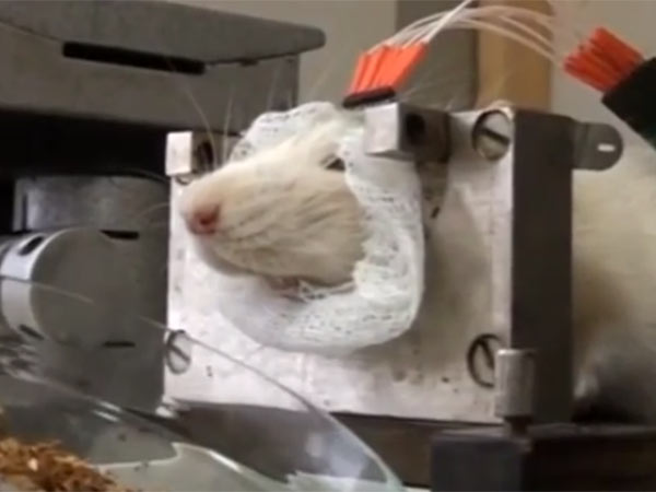 மைக்ரோசிப்... மைக்ரோசிப்...