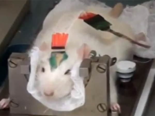 எலிகள் ராணுவப்படை... எலிகள் ராணுவப்படை...