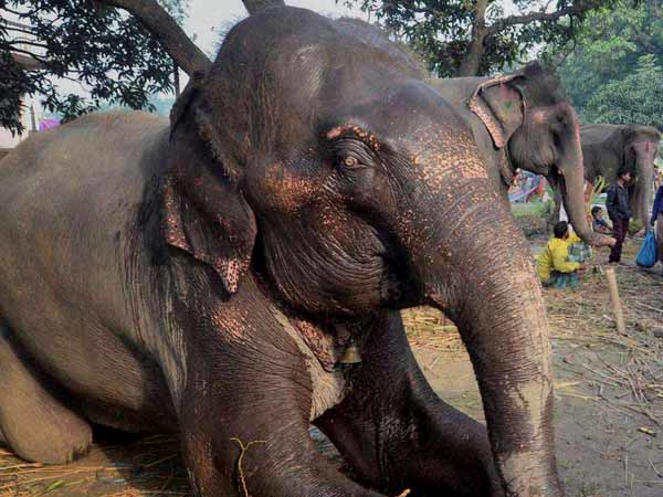 பவானி ஆற்றில் யானைகள்