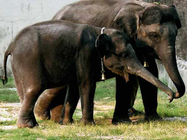 48 நாட்கள் புத்துணர்வு முகாம்