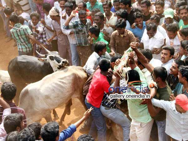 காளைகள் பிசி