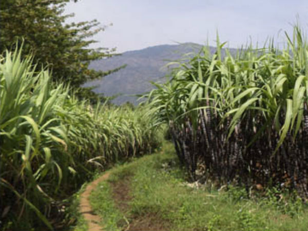 கரும்பு விவசாயிகள்