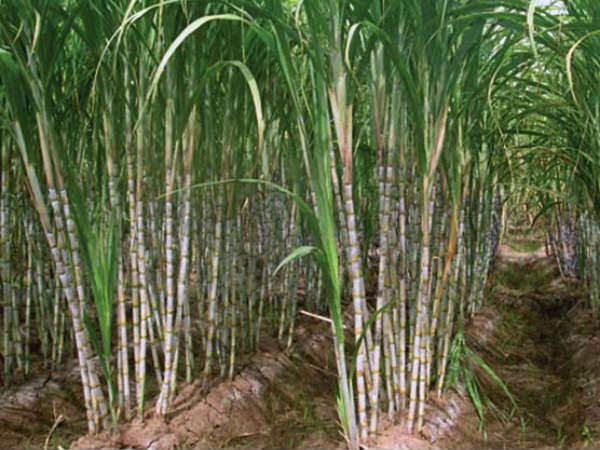 கசப்பு பொங்கல் கசப்பு பொங்கல்