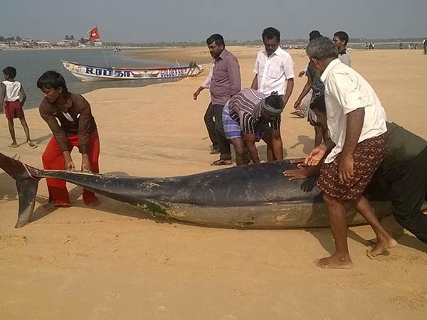 'Kudankulam' Udayakumar questions Whales dead