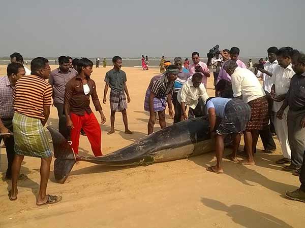 'Kudankulam' Udayakumar questions Whales dead