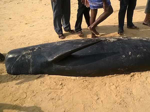 whales washed up on Monday in thiruchandur
