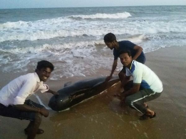 Pushing whales into sea fails