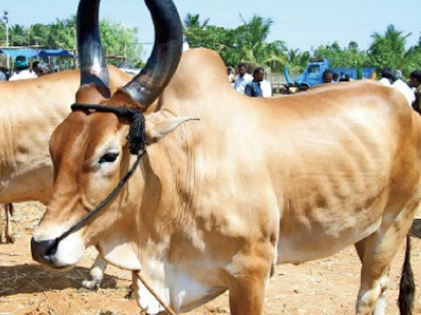 மீட்டு வந்த கோசாலை: