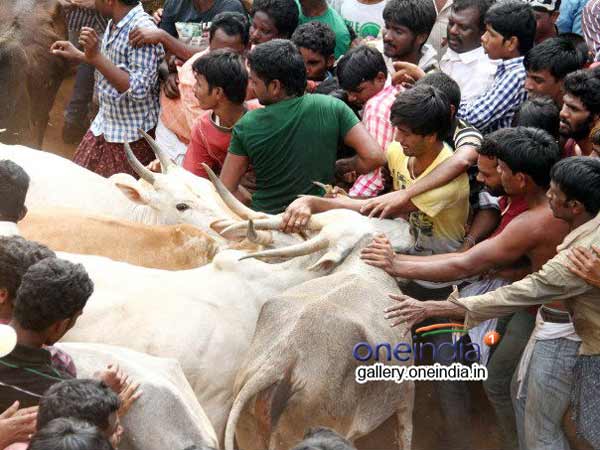 ஜல்லிக்கட்டு