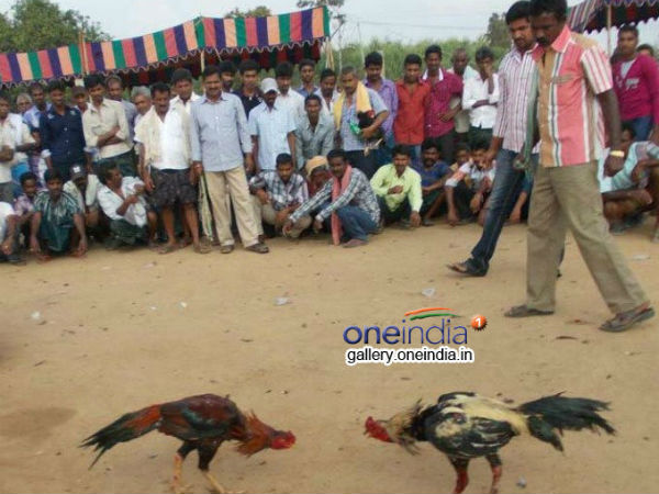 100 கோடி பந்தயம்: