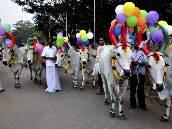 கடும் கோபத்தில் அலங்காநல்லூர்