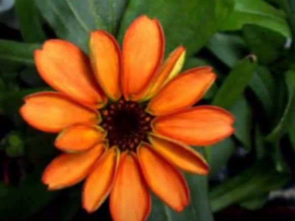 பூ பூத்தது...