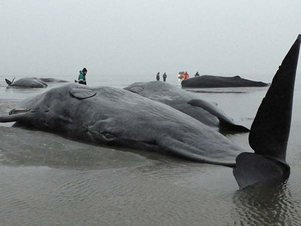 பாதை மாறும் திமிங்கலங்கள்...