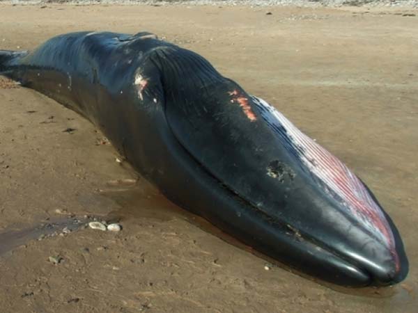 மெகா சைஸ் திமிங்கலங்கள்...