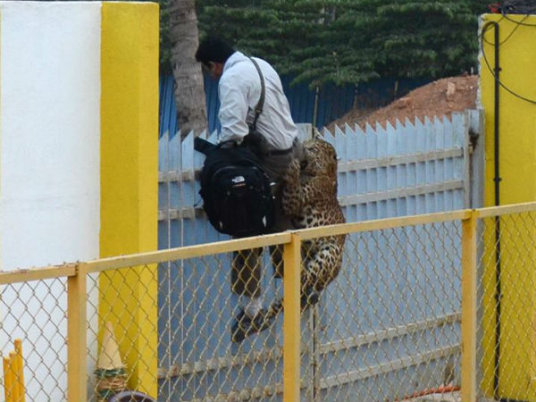 பாய்ந்து தாக்கியது 