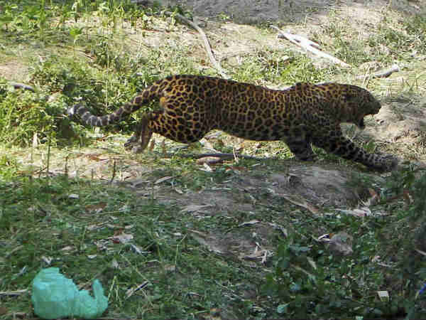 எலக்ட்ரானிக் சிட்டியிலும்