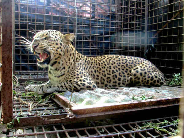 பிடிபட்டது