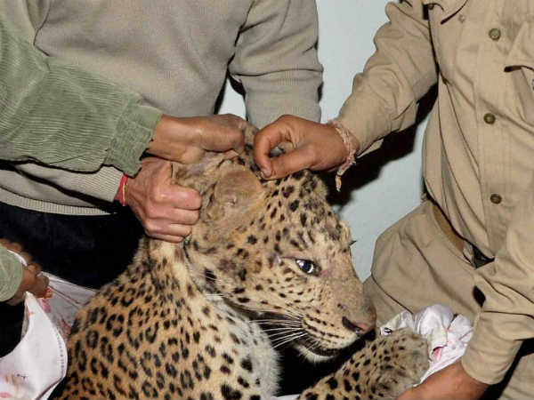 நாய்களை கொன்றது