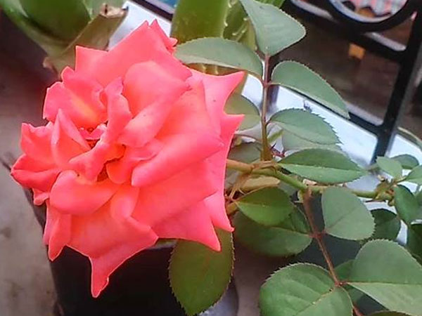 ஓசூர் ரோஜாக்கள்