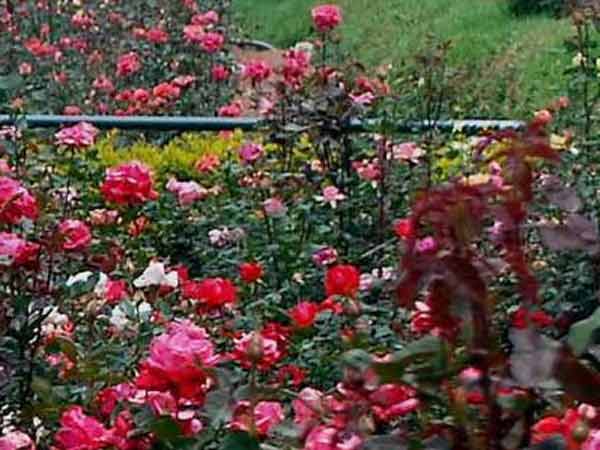 45 வகை ரோஜக்கள்