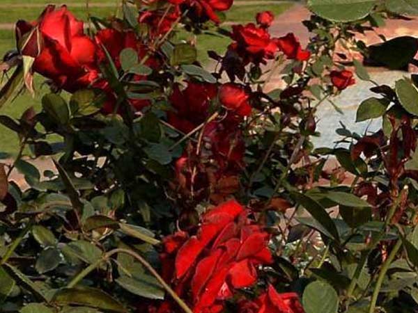 குறைந்து போன உற்பத்தி