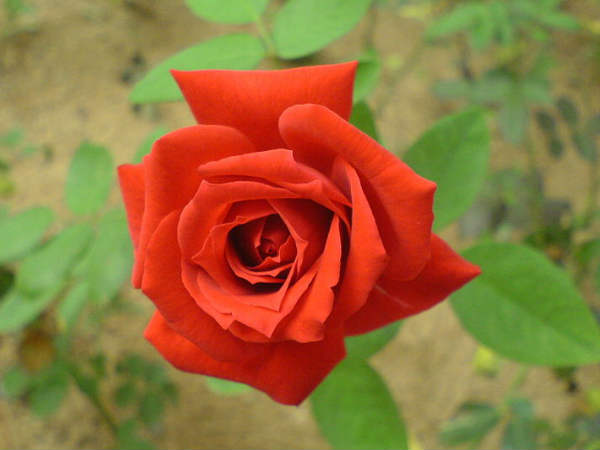 வாடும் விவசாயிகள்