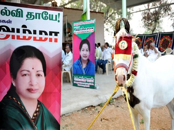 Amma sticker paste on Horse