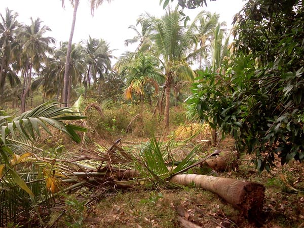 Forest elephants entered in to the farm land of Tirunelveli district