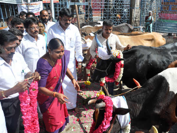 பசுக்களுக்கு பூஜை