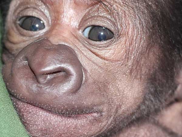 அவதிப்பட்ட கேரா: