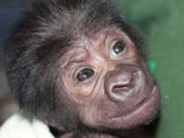 மகப்பேறு நிபுணர் சாதனை: