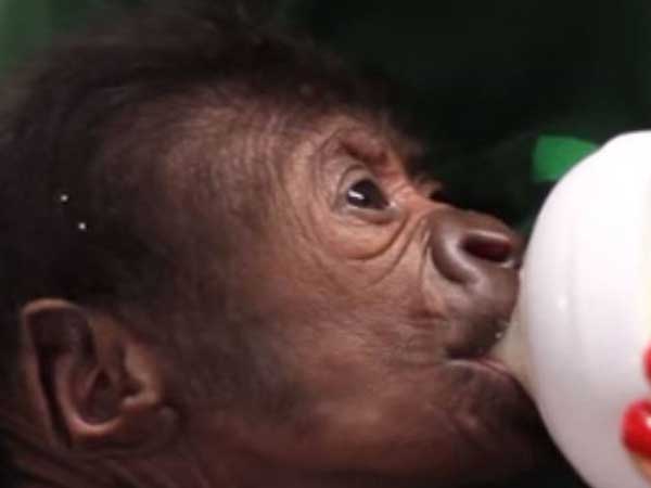 புட்டிப்பால் குடிக்கும் குட்டி: